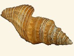 Borsoniidae