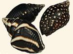 Columbellidae