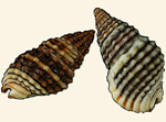 Nassariidae