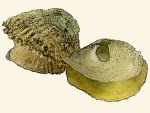 Anomiidae / Zwiebelmuscheln
