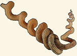 Siliquariidae