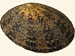 Nacellidae