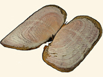 Solecurtidae