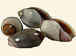 Olivellidae