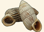 Cerionidae