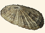 Fissurellidae