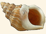 Struthiolariidae