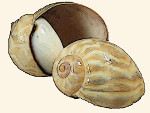 Ampullinidae