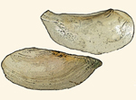 Pandoridae
