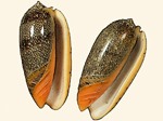 Olividae