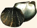 Pteriidae / Flügelmuscheln