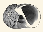 Shell round / Opening oval