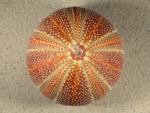 Echinus esculentus 10,8cm *Unikat*
