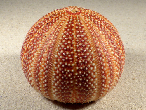 Echinus esculentus 9cm *unique*