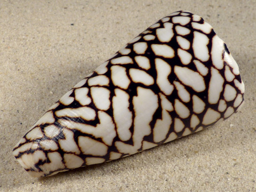 Conus marmoreus VN 10,2cm *unique*