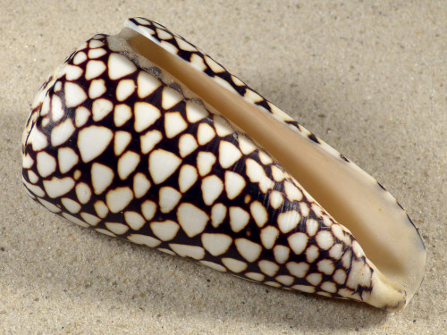Conus marmoreus VN 10,7cm *Unikat*