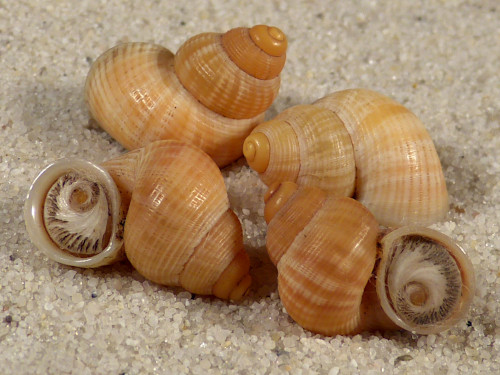 Tudorella mauretanica male m/O ES 1,7+cm