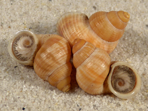 Tudorella mauretanica female m/O ES 2,1+cm