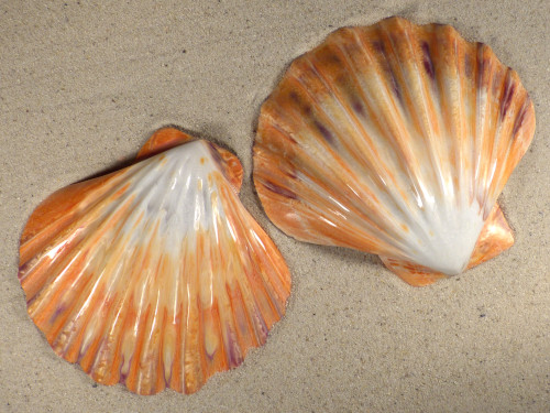 Lyropecten subnodosus orange 1/2 poliert 12+cm