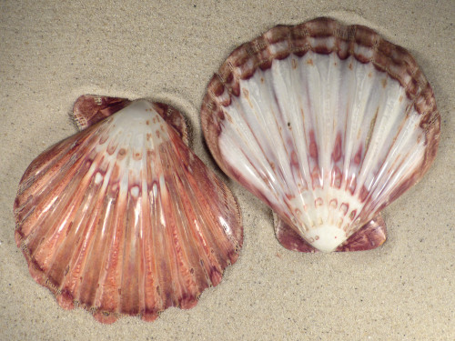 Lyropecten subnodosus 1/2 polished 13+cm