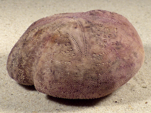Spatangus purpureus ES-Mittelmeer 9,2 cm *Unikat*
