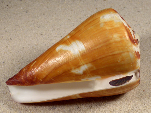 Conus vexillum w/o PH 10,4cm *unique*