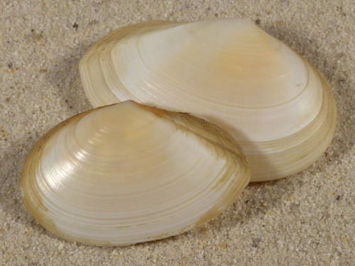Peronaea planata ES-Mediterranean 4,5+cm