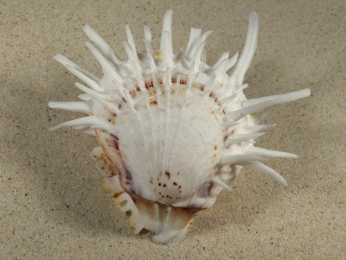 Spondylus echinatus PH 9,9cm *unique*