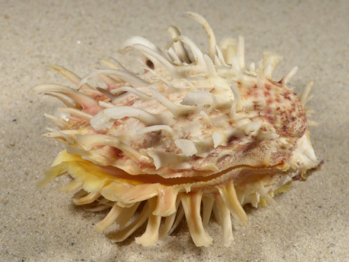 Spondylus variegatus f. barbatus PH 8,6cm *Unikat*