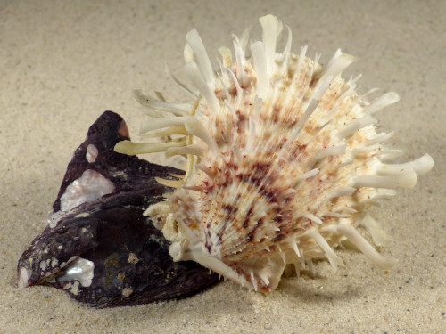 Spondylus variegatus barbatus on Isognomon isognomum PH 11,5cm *unique*