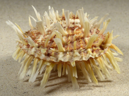 Spondylus variegatus f. barbatus PH 8,5cm *unique*