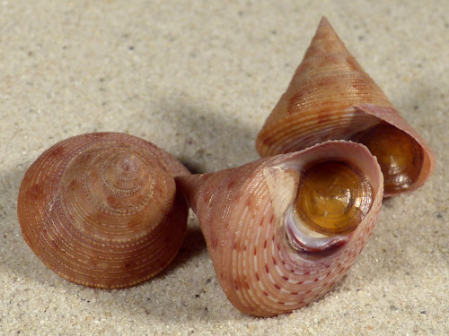 Calliostoma granulatum w/o ES-Mediterranean 3+cm