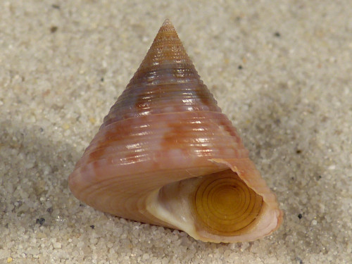 Calliostoma zizyphinum m/O ES-Mittelmeer 2,1cm *Unikat*