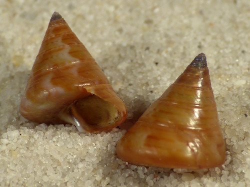 Calliostoma laugieri w/o IT 0,9+cm