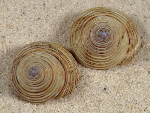 Calliostoma canaliculatum US 2+cm