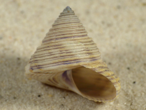 Calliostoma canaliculatum US 2,5cm *Unikat*