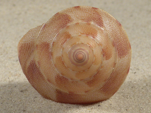 Tristichotrochus haliarchus CN 4,4cm *unique*