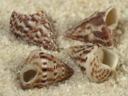 Jujubinus exasperatus FR-Mittelmeer 0,7+cm