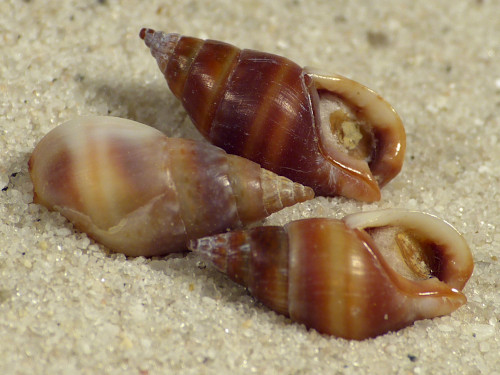 Tritia corniculum m/O ES-Mittelmeer 1,2+cm