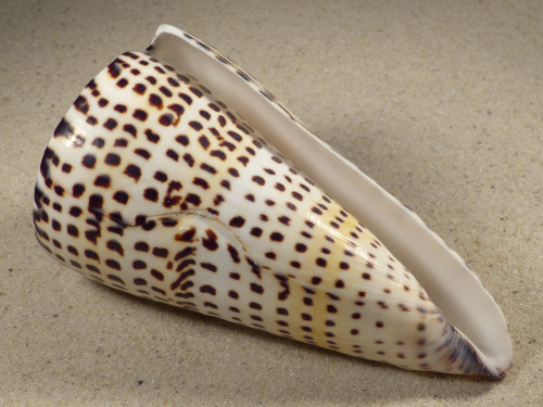 Conus litteratus PH 11,8cm *Unikat*