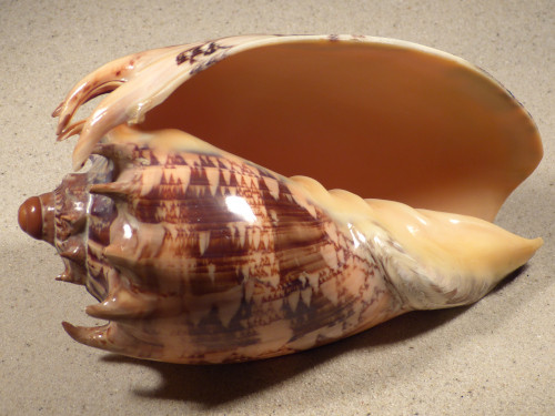 Cymbiola imperialis polished PH 18,5cm *unique*