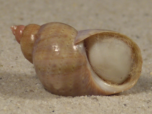 Phasianella ventricosa m/O AU 2,6cm *Unikat*