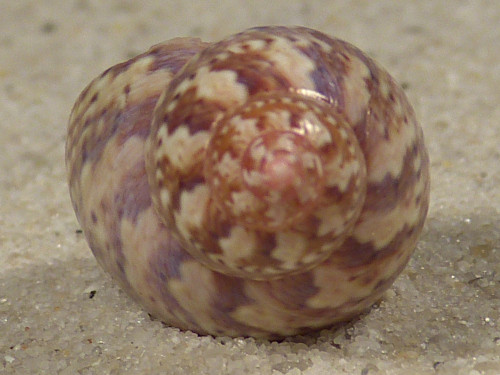 Phasianella ventricosa w/o AU 2,5cm *unique*