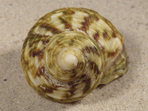 Turbo intercostalis 5,2cm *unique*