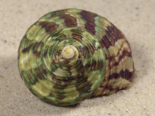 Turbo intercostalis 5,2cm *unique*