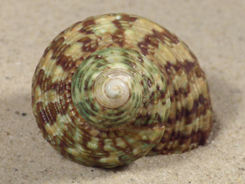 Turbo intercostalis 5,3cm *unique*