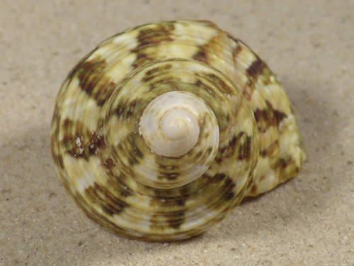 Turbo intercostalis 5,3cm *unique*