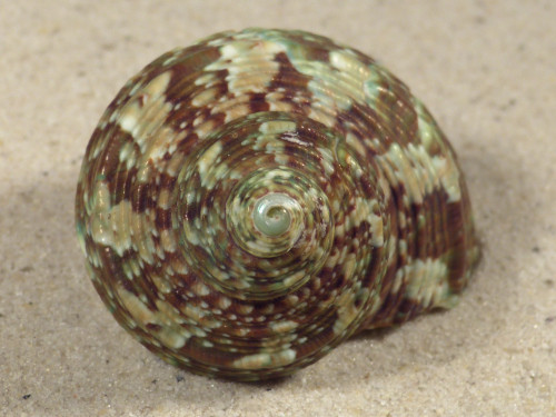 Turbo intercostalis 5,0cm *unique*