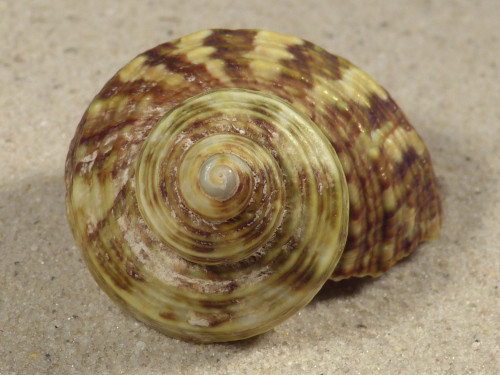 Turbo intercostalis 5,2cm *unique*