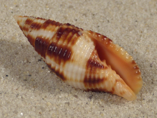 Nebularia ferruginea PH 3,7cm *unique*